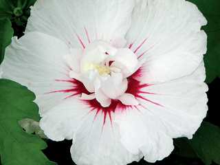 Rose of Sharon 'Bali'