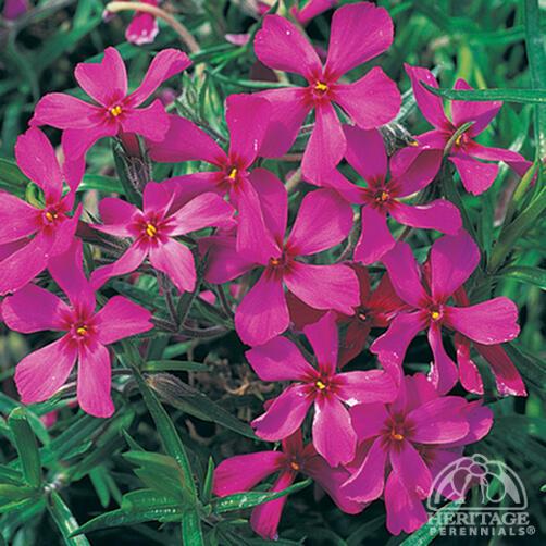 Moss Phlox 'Crimson Beauty'