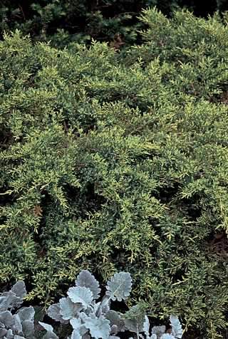 Juniper 'Daub's Frosted'