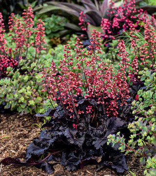 Coral Bells 'Timeless Night'