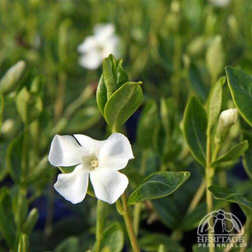 Vinca Minor, Periwinkle 'Alba'