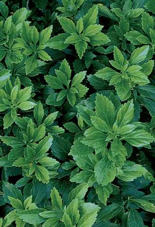 Spurge, Japanese 'Green Carpet'