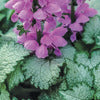 Lamium 'Orchid Frost'