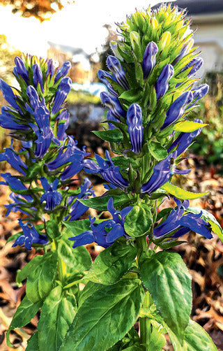Great Blue Lobelia