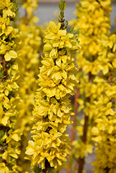 Forsythia 'Show Off Starlet' PW