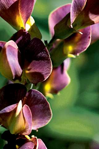 False Indigo 'Grape Taffy'