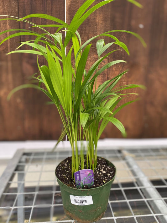 Palm Areca