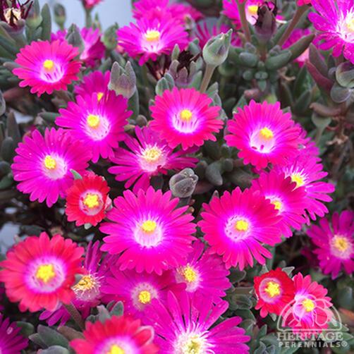 Delosperma 'Jewel of Desert Amethyst' 9cm