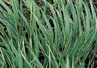 Grasses, Hakone, White Variegated