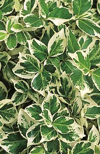 Euonymus 'White Album' PW 2GAL