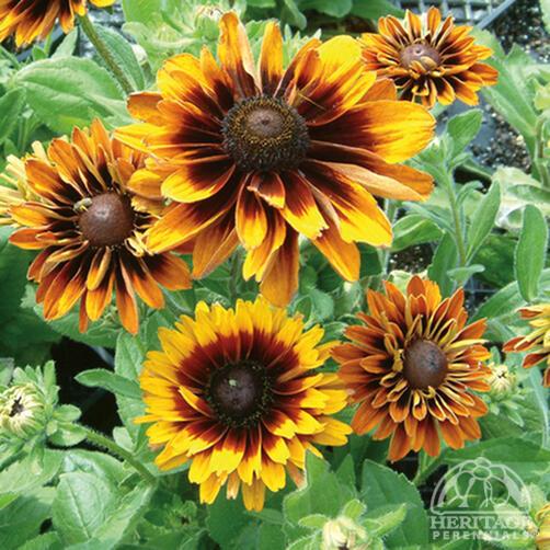Black Eyed Susan 'Cherokee Sunset' 9cm