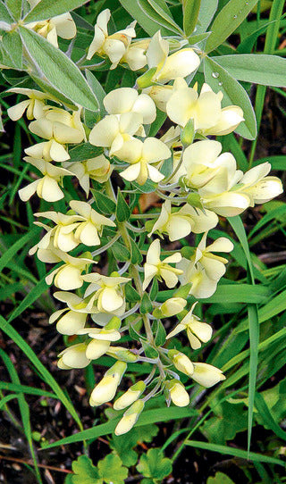 False Indigo ‘Cream’ Native