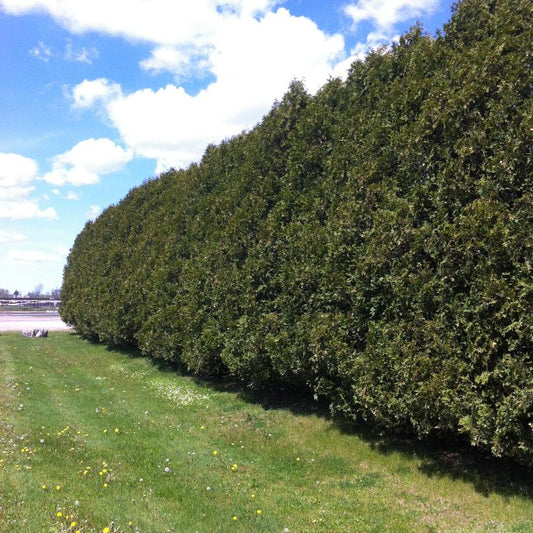 Black Cedar 135 cm