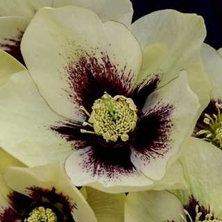 Lenten Rose 'Spanish Flare'