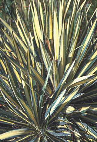 Yucca 'Color Guard'