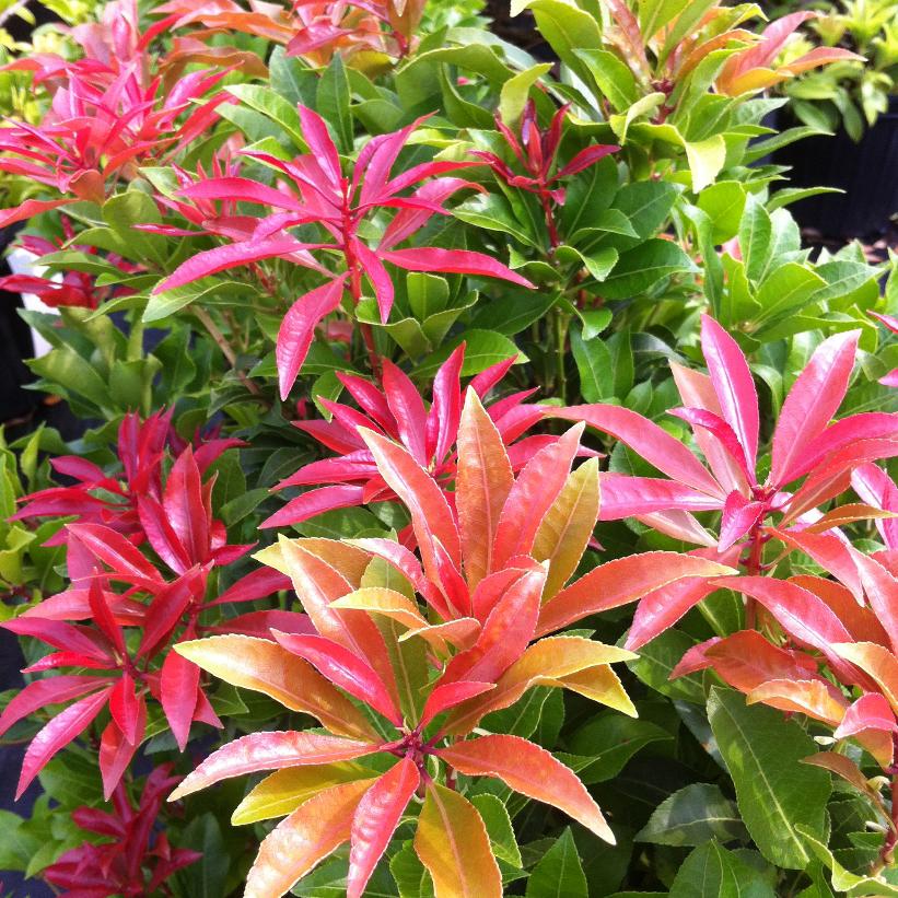 Japanese Andromeda 'Mountain Fire'