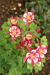 Columbine, 'Kirigami Rose & Pink'