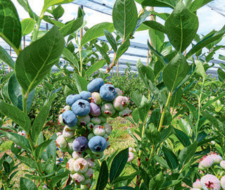 Blueberry, Highbush 'Chandler'