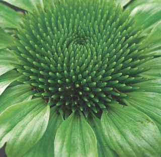 Coneflower 'Green Jewel'