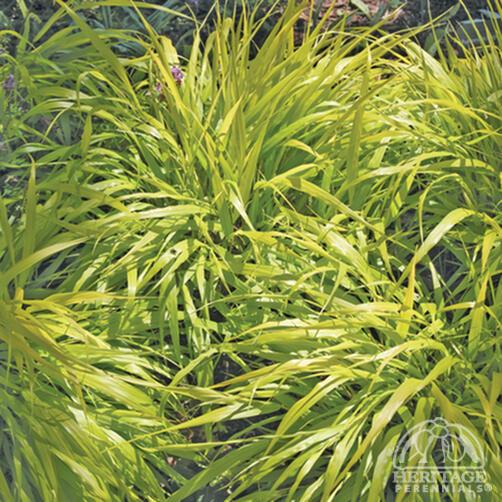 Grasses, Hakone 'All Gold'