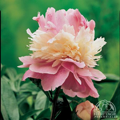 Peony 'Sorbet'