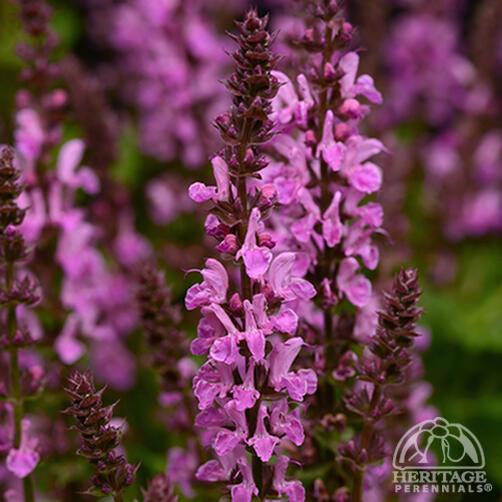 Salvia 'Rose Marvel' 11cm