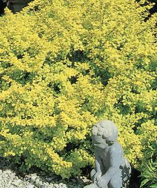 Barberry 'Aurea Nana' Dwarf Golden