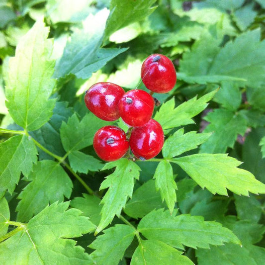 Red Baneberry