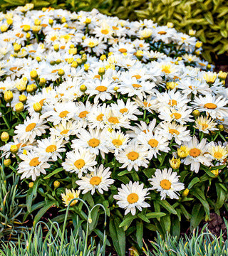 Shasta Daisy 'Spoonful of Sugar'