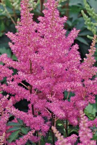 Astilbe 'Visions' 1Gal
