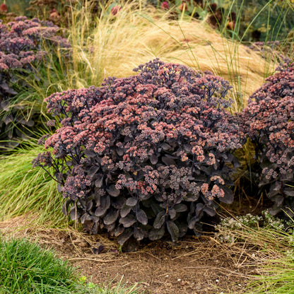 Sedum 'Back in Black' PW