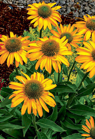 Coneflower 'Kismet Yellow'