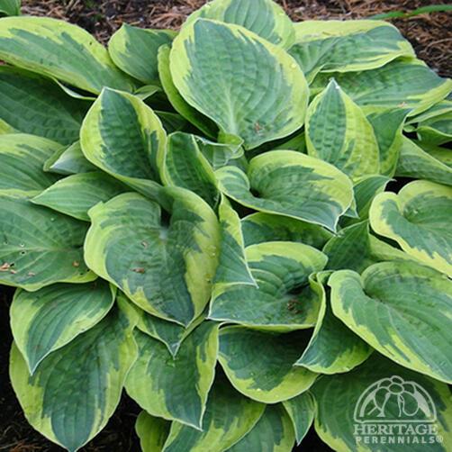 Hosta 'Bedazzled' 6"