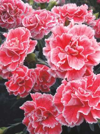 Dianthus 'Scent First Coral Reef'