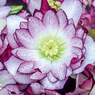 Lenten Rose 'Blushing Bridesmaid Wedding Party'