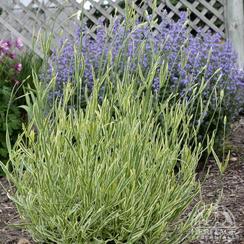 Lavender 'Platinum Blonde'