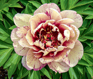 Peony 'All That Jazz'