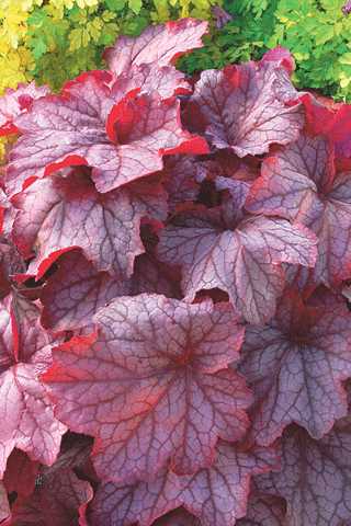 Coral Bells 'Georgia Peach'