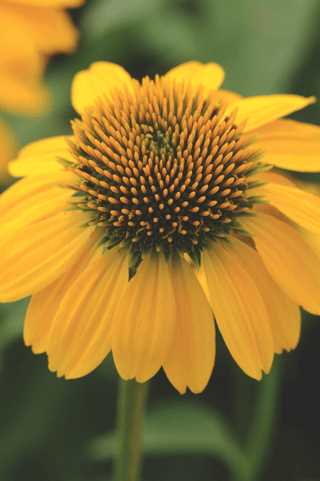 Coneflower 'Sombrero Lemon Yellow'