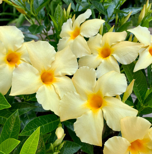 Dipladenia 'Calypso' 8" Patio Pot