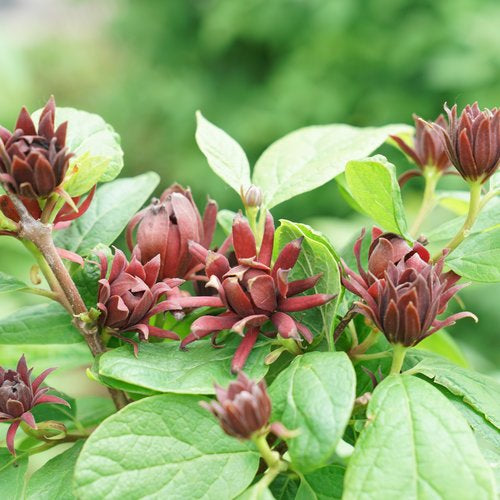 Sweetshrub 'Simply Scentsational' PW