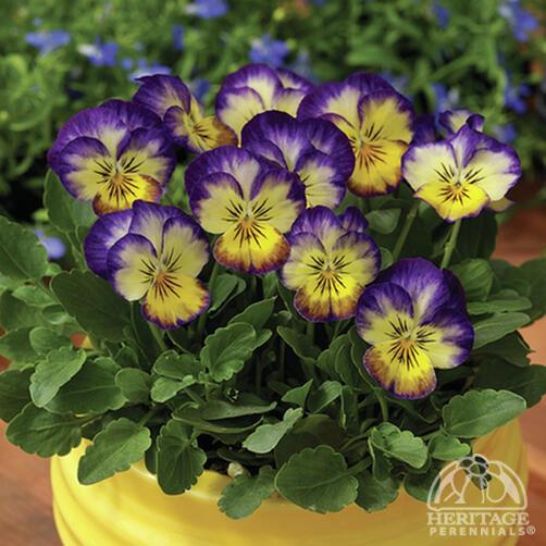 Viola 'Penny Primrose Picotee'