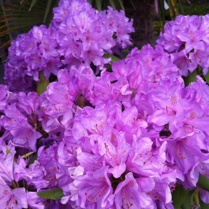 Rhododendron 'Catawbiense Boursault'