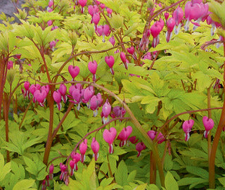 Bleeding Heart 'Yellow Leaf'