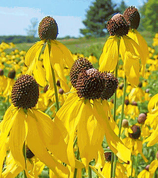Coneflower, Grey Headed