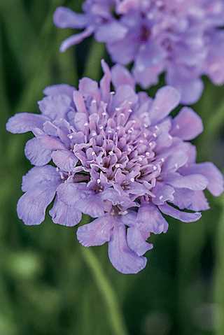 Pincushion Flower 'Flutter Deep Blue'