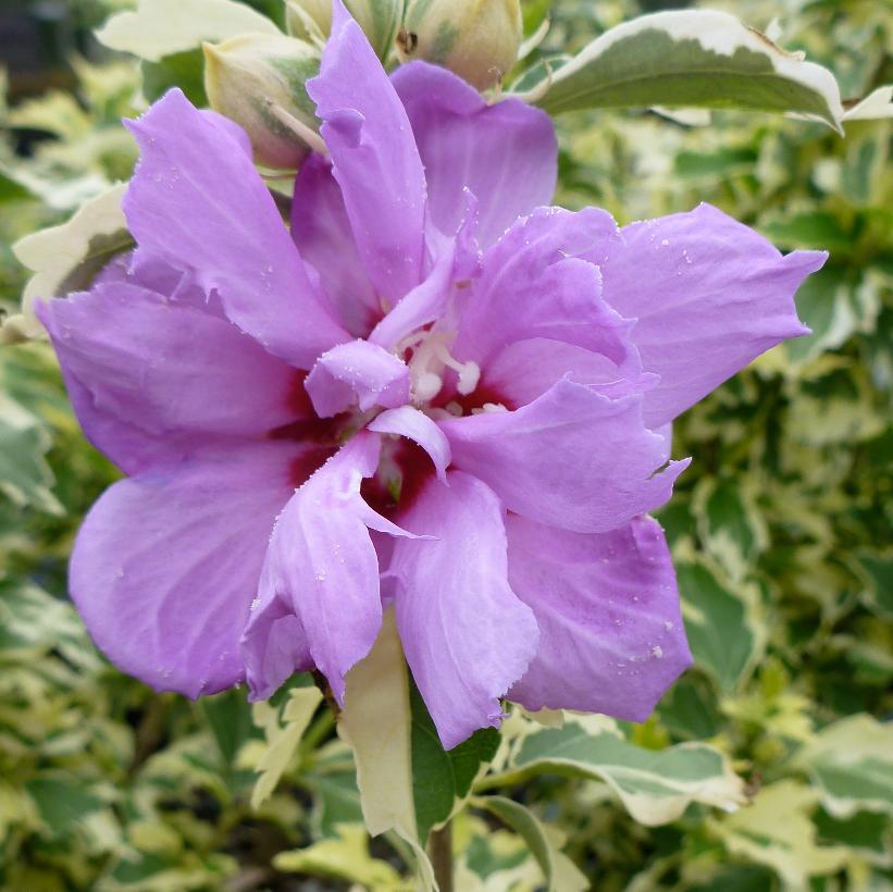 Rose of Sharon 'Showtime' (Carpa) 2G