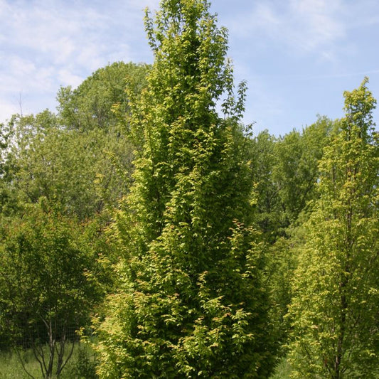 Hornbeam 'Frans Fontaine' 7G