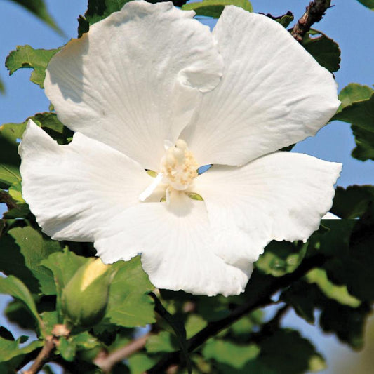 Rose of Sharon 'Diana' 2G