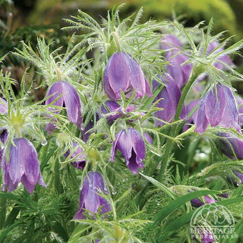 Pasque Flower, 9cm